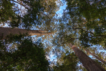 big Eucalyptus tall trees growing in Hastings Caves state reserve Tasmania