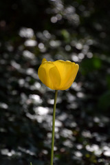 Yellow tulip blooming in sunny garden, isolated tulip close-up with bokeh background	