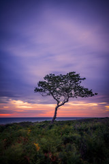 Obraz premium Single tree on a a wild beach rich in vegetation in the morning on a windy day on Samothrace Island in Greece