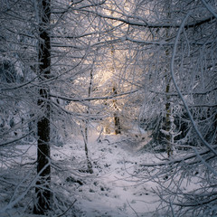 Sonnenstrahlen in verschneitem Winterwald