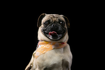 pug in front of black background