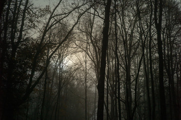 Fototapeta na wymiar Dark trees in foggy forest