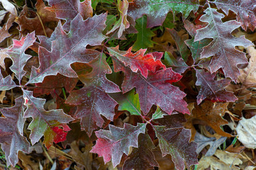 Frosted leaves on ground
