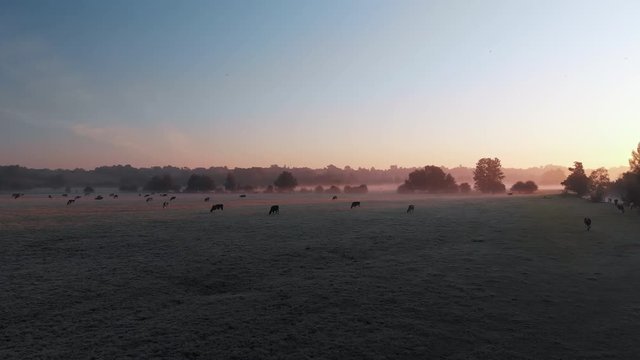 Slowly moving low aerial footage across east anglian countryside with cows grazing in low lying mist.