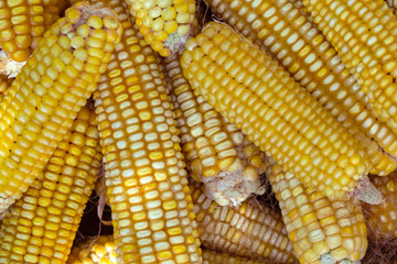 corn cob background