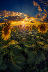 Beautiful sunflower field at sunset shot againt a dramatic sky with fish eye lens