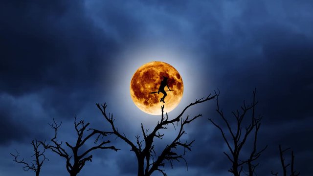 Silhouette of a young witch flying on a broomstick against the background of the orange moon. Halloween. Over old trees