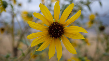 sunflower in field
