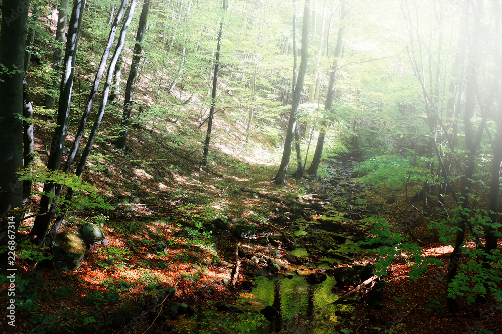 Canvas Prints fog in a forest in summer