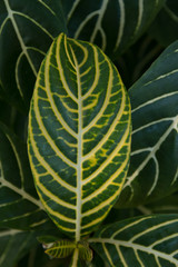 Yellow and Green Leaf At A Botanical Garden In Florida. 