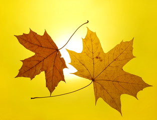 autumn gold yellow background setting sun maple leaf