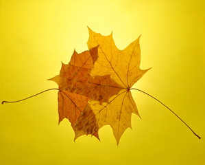 autumn gold yellow background setting sun maple leaf