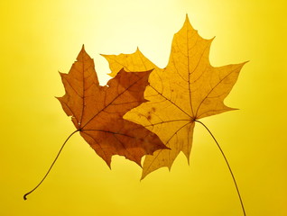 autumn gold yellow background setting sun maple leaf
