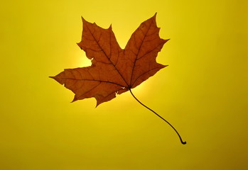 Fototapeta premium autumn gold yellow background setting sun maple leaf