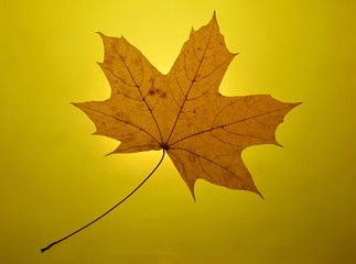 autumn gold yellow background setting sun maple leaf