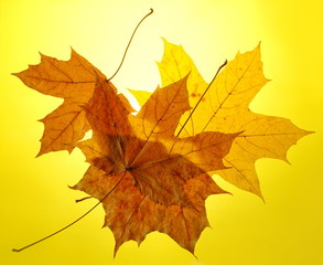 autumn gold yellow background setting sun maple leaf