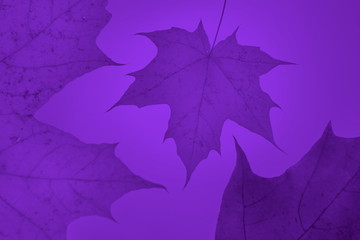 autumn gold purple ultra violet background  maple leaf