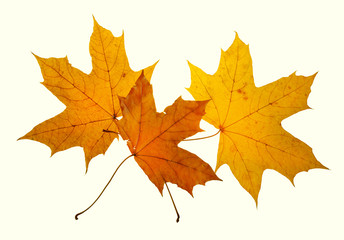 maple leaf autumn white background isolated