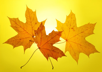 Fototapeta na wymiar autumn gold yellow background setting sun maple leaf