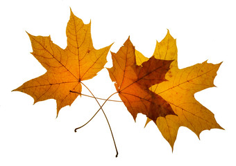 maple leaf autumn white background isolated