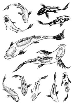 Set of Koi carps, japanese fish. korean animals. Engraved hand drawn line art Vintage tattoo monochrome sketch for label.