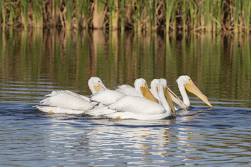White Pelicans in a Florida marsh