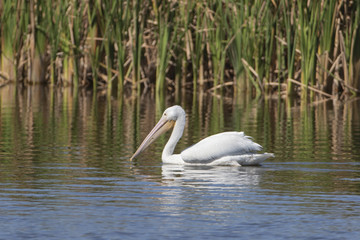 Naklejka na ściany i meble White Pelicans in a Florida marsh