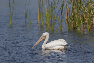 White Pelicans in a Florida marsh