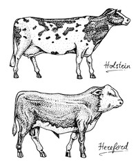 Farm cattle bulls and cows. Different breeds of domestic animals. Engraved hand drawn monochrome sketch. Vintage line art.
