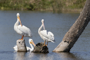 White Pelicans in a Florida marsh
