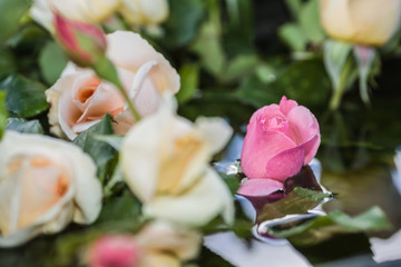 Rose flowers against the background of water