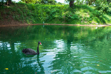 A black swan on a lake in Tainan, Taiwan.