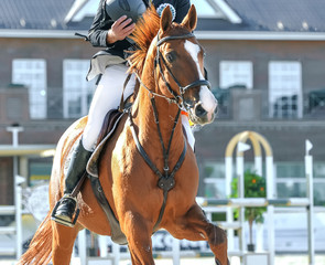 Obraz premium Sorrel horse and rider in uniform at show jumping competition. Equestrian sport background.