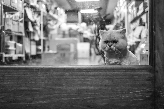 A cat in a cafe in Tainan, Taiwan.