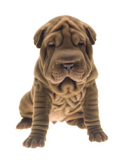 Photographie portrait studio d'un chien Shar-Pei de couleur fauve sable sur fond blanc venant de chine