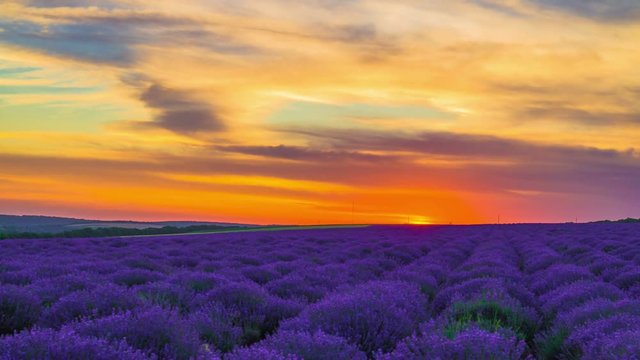 Time Lapse Of Sunset Over A Field Of Lavender. 4K.
