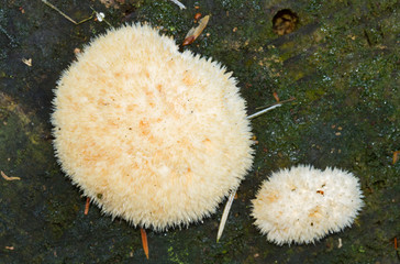 Two Powderpuff brackets (Oligoporus ptychogaster or Postia ptychogaster) on a rotting tree trunk