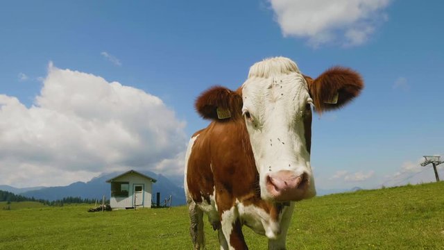 Close up view of big Alpine cow in mountains looking at camera