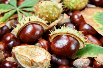 Ripe chestnuts background. Autumn decorations. Autumn concept.