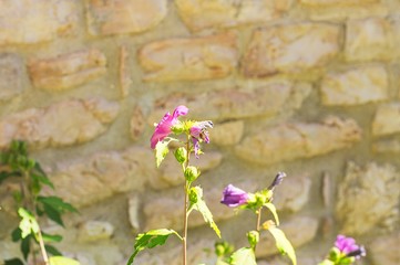 Isolated bee on a fuchsia mallow flower - Malvaceae (Marche, Italy, Europe)