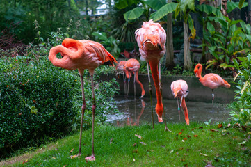 flamingo in zoo