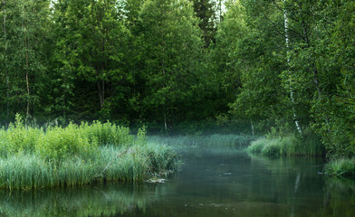 Fog on the river in awesome green forest