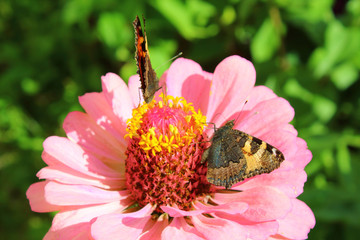 Butterfly hives sitting on a flower. Close-up. Background.