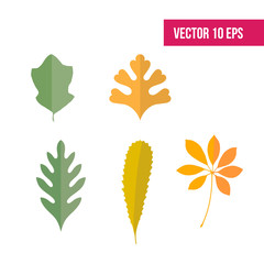 Autumn leaves set, isolated on white background. vector illustration. fall autumn leaves