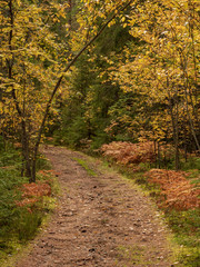 Hiking trail in the woods with beautiful autumn colors