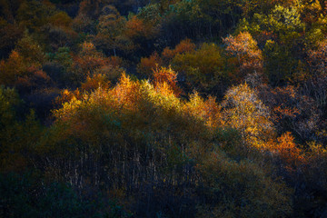 Colorful autumn landscape in the Caucasus mountains, colorful forest in Kazbegi, Georgia