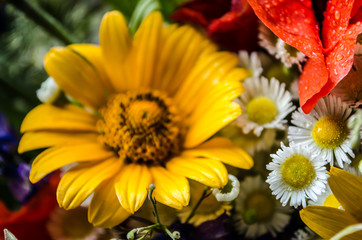 luxuriant summer bouquet of wildflowers with poppies, daisies, cornflowers closeup.