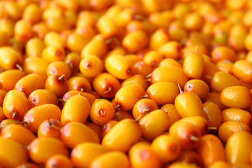 Fresh yellow sea buckthorn. Close-up. Background. Texture.