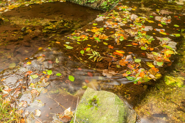 Autumn landscape with mountain river flowing among mossy stones through the colorful forest. Silky smooth stream of clear water.