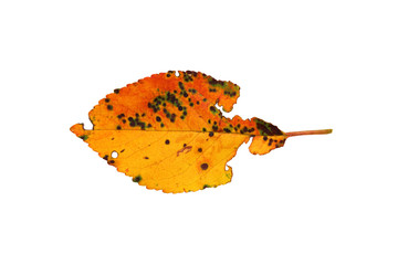 Yellow autumn leaf. Horizontal view. Close-up. Isolated on white background. Isolate.